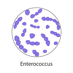 Enterococcus faecalis. Pathogenic flora. The bacterium causes intestinal diseases. Infographics. Vector illustration