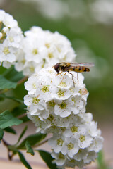 The name of these flowers is 