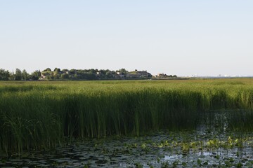 flowers growing in the water, reeds, lake