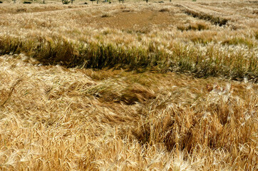 oats, barley is ripe and yellow, strong storms caused the stalks to lie on the ground. the...