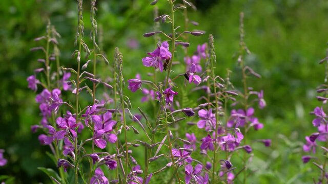 Fireweed in natural environment (Chamerion angustifolium) - (4K)