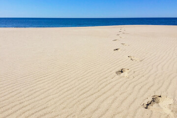 Fototapeta na wymiar Curonian Spit white sand beach, Kaliningrad region