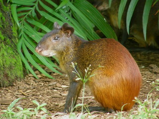  Close up of Cute agouti  in the palm trees on the French penal colony of devil's island, french guiana, South america