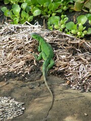 green iguana on a rock next to water hyacinths on devil's island,  french guiana