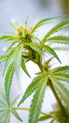 Amnesia Haze Cannabis