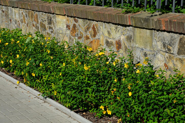 along the fence with a brick foundation is a flower bed with St. John's wort bushes. The forged...
