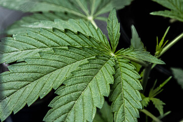 Texture hoja de cannabis verde CBD © Ulises