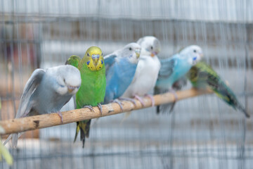 Colorful Budgerigar birds on perch.
