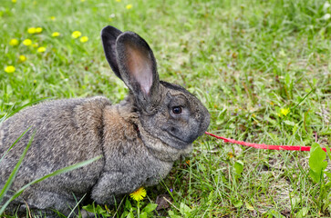 Big rabbit on green grass. Lovely and lively bunny in nature