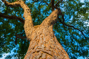 Tree trunk during golden hour