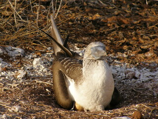 nesting female blue footed booby and egg in a nest in the galapagos island, ecuador, south america
