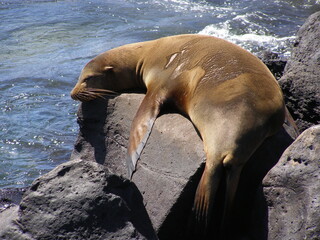 galapagos sea lion sleeping on volcanic rocks next to the ocean in the galapagos islands, ecuador, south america