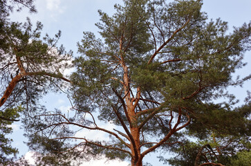 Forest against the sky. Pine trees against a blue sky with clouds on a sunny day