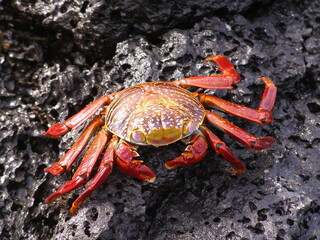 colorful Galapagos Sally lightfoot crab on a'a lava rock in the galapagos islands, ecuador, south america