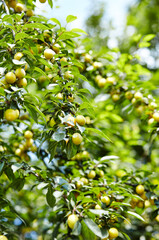 Cherry plum fruits on a tree branch. Ripe fruit among the green leaves in the summer garden in rays of sunlight in nature