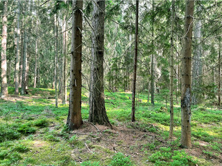 Trees in the forest, wood, conifer