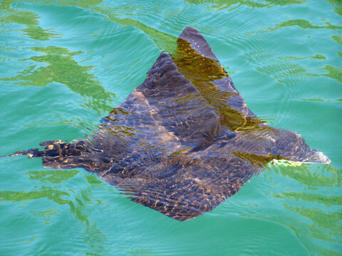 closeup of manta ray  swimming  underwater in the galapagos islands  in ecuador, south america