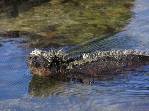 closeup of a marine iguana swimming in the shallows of the galapagos islands in ecua
dor, south america