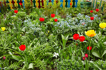 Obraz premium Beautiful tulip flowers blooming in a garden. Beauty tulip plant in the spring garden in rays of sunlight in nature. Blur background with bokeh image, selective focus