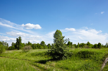 Bright summer forest against the sky and meadows. Beautiful landscape of green trees and blue sky background