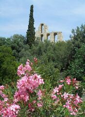 the ancient odeon of herodes atticus  ruins behind beautiful pink oleander flowers and a columnar...