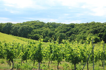 Fototapeta na wymiar 夏の晴れの日の蒲萄農園 vineyard on a sunny summer day 1