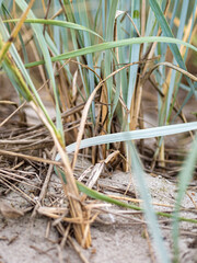 Details of reeds on sand