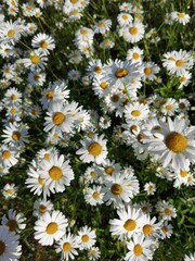 Background of white daisies on sun