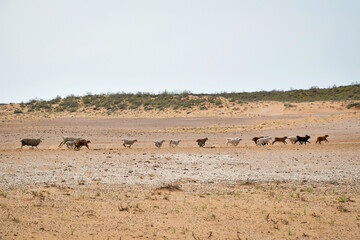 Fototapeta na wymiar Flock of sheep running through the desert