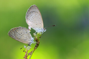 close-up image of mating butterflies on the top of the grass,butterflies at the top of the grass 