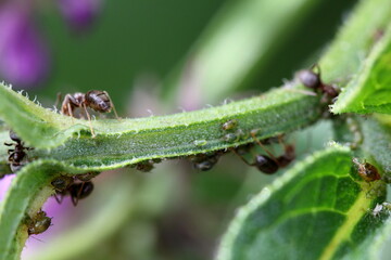 ants on a flower