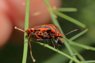 italian bedbug
