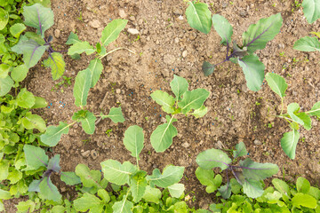 Small kohlrabi shoots in garden flowerbed