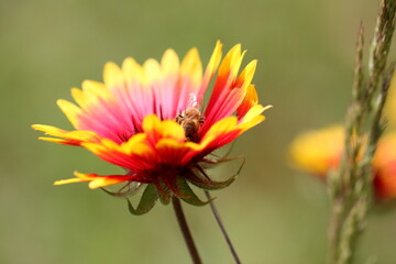 red and yellow flower