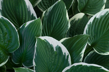 Fototapeta premium Large green leaves with white stripes of the plant