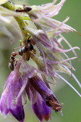 ants on a flower