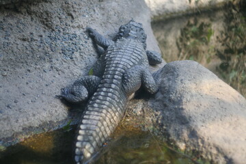 日本一楽しい　天王寺動物園
