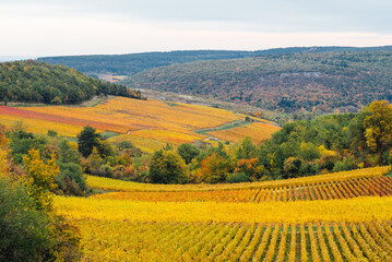 Des vignes en automne. Des rangs de vigne en automne. Des vignes jaunes en automne. La bourgogne en...