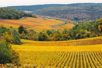 Des vignes en automne. Des rangs de vigne en automne. Des vignes jaunes en automne. La bourgogne en automne. La Côte-d'Or. Un paysage de vignes automnales. Un vignoble automnal