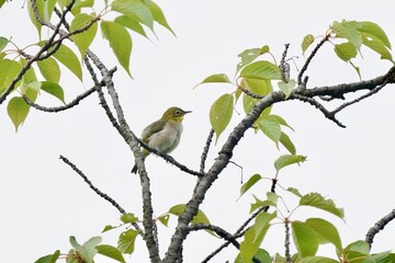 white eye on the branch