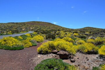 Some beautiful plants in the mountain of Tenerife