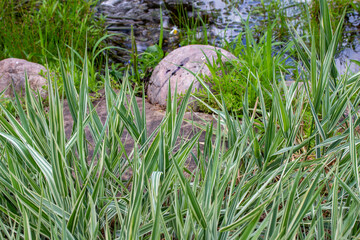 Landscape view of green variegated Japanese sedge grass (carex morrowii) in front of a rustic garden pond on a sunny summer day - obrazy, fototapety, plakaty