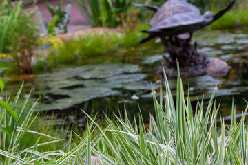 Landscape view of green variegated Japanese sedge grass (carex morrowii) in front of a rustic garden pond on a sunny summer day