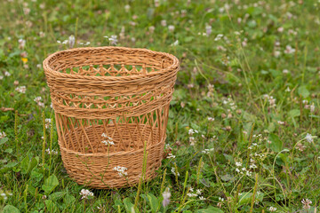 A small empty wicker basket stands in a green meadow. The concept of picking vegetables and fruits at the end of summer. Side view