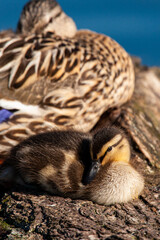 Mallard duckling resting on a log with its mother on a London pond, UK 
