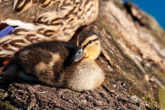 Mallard duckling resting on a log with its mother on a London pond, UK 