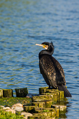 Common European Cormorant on a pond in London, UK