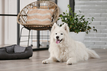 Cute Samoyed dog in living room