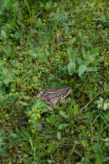 Pool frog. Little water frog camouflaging in nature