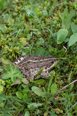 Pool frog. Little water frog camouflaging in nature